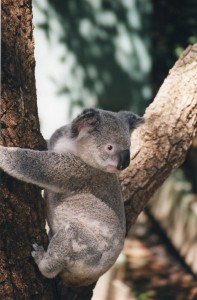 Australia 2000 - 013