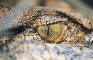 Australia 2000 - 058