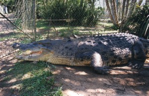 Australia 2000 - 077