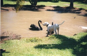 Australia 2000 - 078