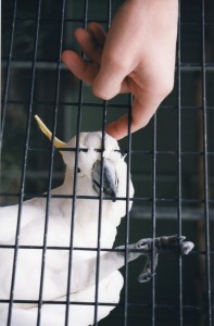 Australia 2000 - 116