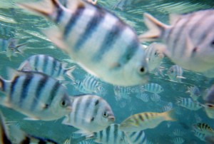 Fiji063