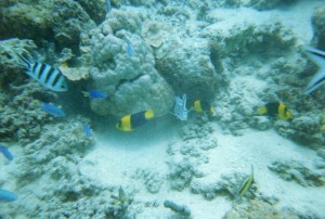 Fiji064