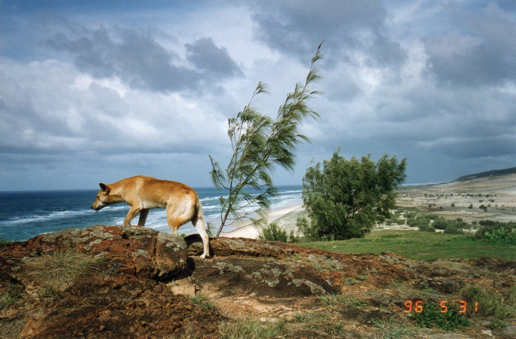 Fraser Island016