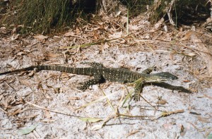 Fraser Island019